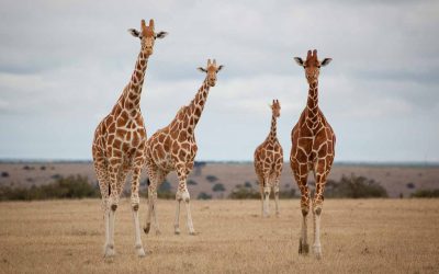 Quênia – A Coleção do Safari