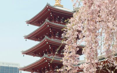 Japão e as Cerejeiras