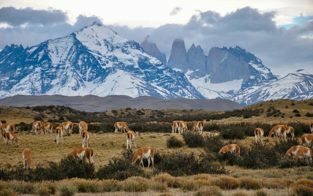 Chile Austral