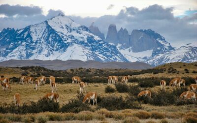 Chile Austral