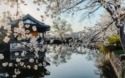 Coreia do Sul: Rota das Pétalas